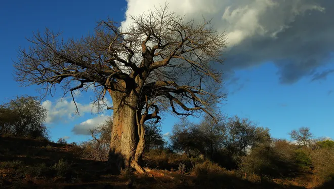 A Baobab Tree