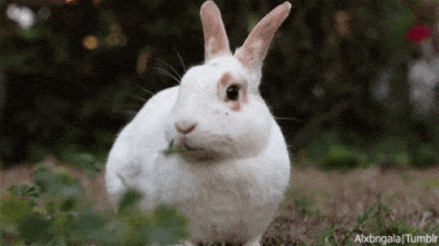rabbit chewing on grass