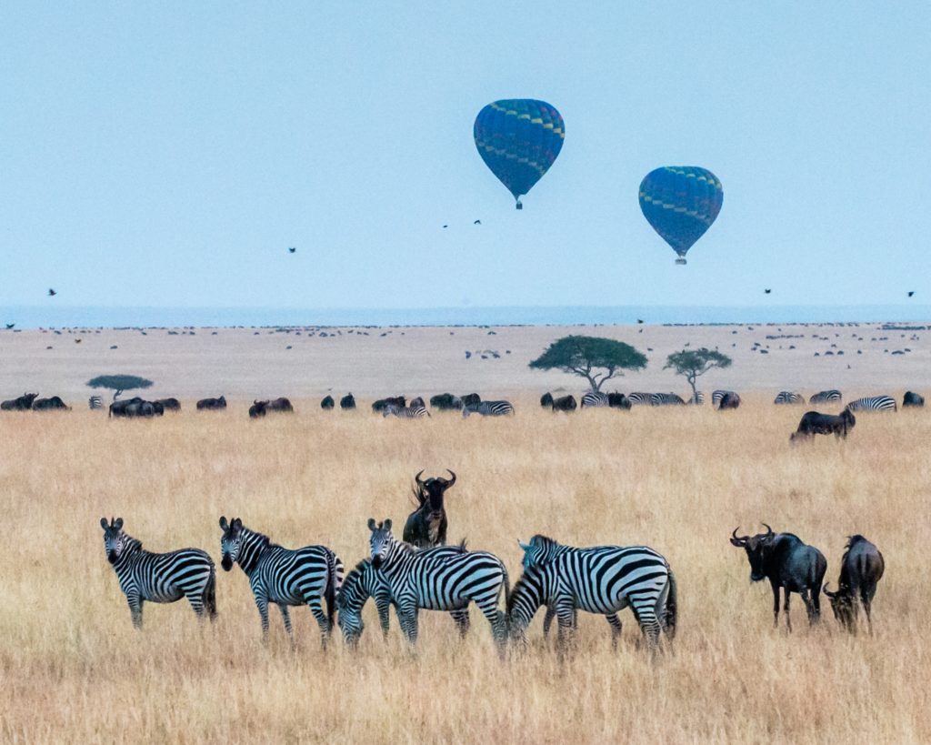 Zebras and hot-air balloons in Maasai Mara