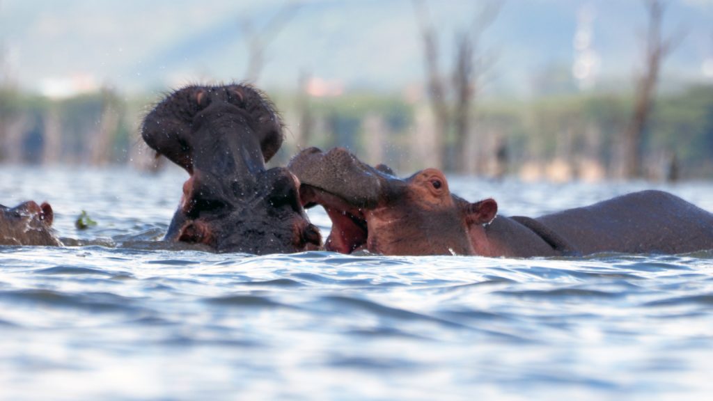 Hippos of the Naivasha Lake
