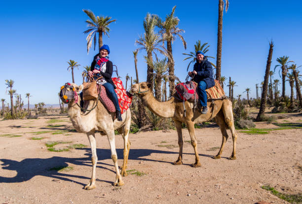 tourist camel riding in marrakesh